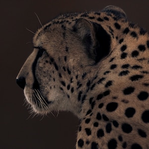 Cheetah Photography Print, Fine Art Photography, Animal Lover Gift Idea, Wildlife Photography, Wildlife Art, Color Photography