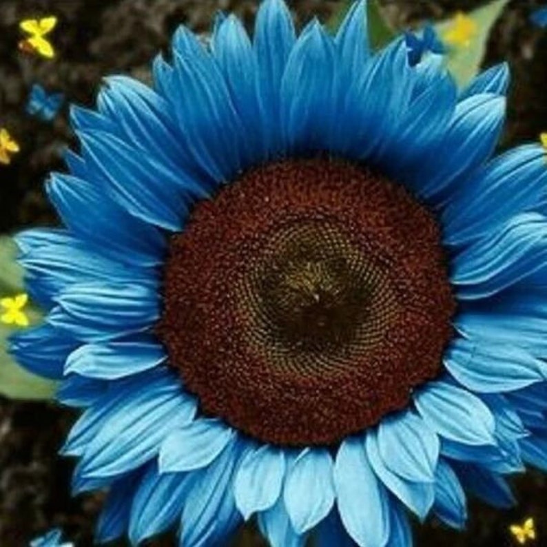 20 Pcs/pack Midnight Oil Blue Sunflower Seeds Plants Garden Etsy