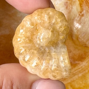 Golden Healer Quartz Spiral Crystal (Ammonite) Shell Carving