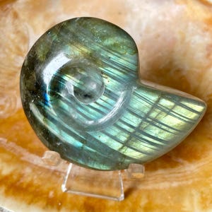 以下が含まれることがあります： オウムガイの形に彫られたラブラドライトの結晶。結晶は、虹色の青、緑、黄色の色合いを示しています。貝殻は、ニュートラルな背景に対して、透明なアクリルスタンドに展示されています。