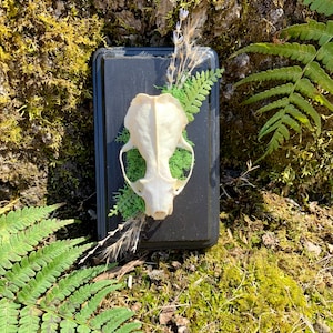 May include: A white animal skull mounted on a black wooden plaque with green moss and dried flowers. The plaque is surrounded by green ferns and moss.