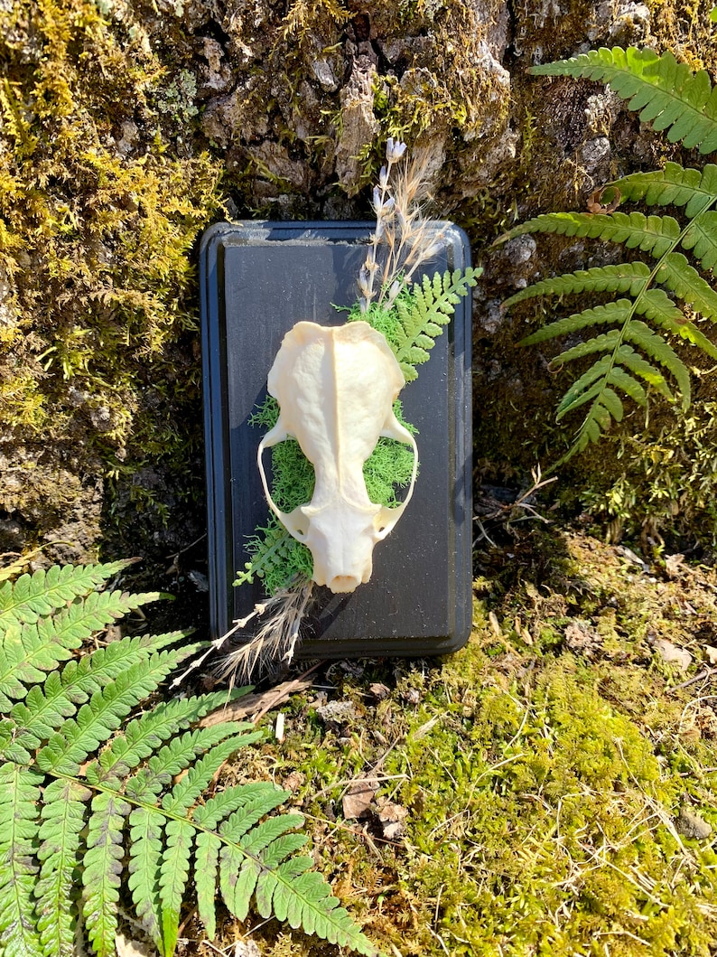 May include: A white animal skull mounted on a black wooden plaque with green moss and dried flowers. The plaque is surrounded by green ferns and moss.