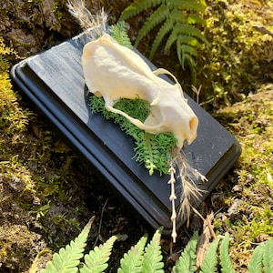 May include: A small, white animal skull mounted on a black wooden plaque with green moss and a dried grass stem. The plaque is sitting on a bed of green moss.
