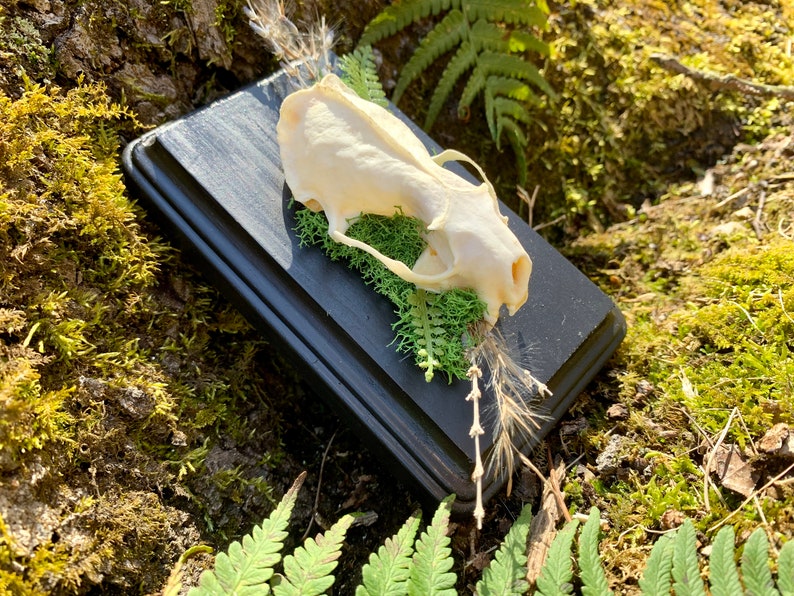 May include: A small, white animal skull mounted on a black wooden plaque with green moss and a dried grass stem. The plaque is sitting on a bed of green moss.