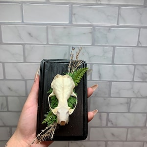 May include: A small animal skull displayed in a black shadow box with dried greenery and moss.