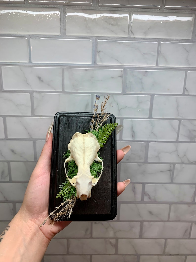 May include: A small animal skull displayed in a black shadow box with dried greenery and moss.