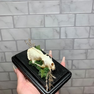May include: A small, white animal skull with green moss and dried grasses on a black wooden base.