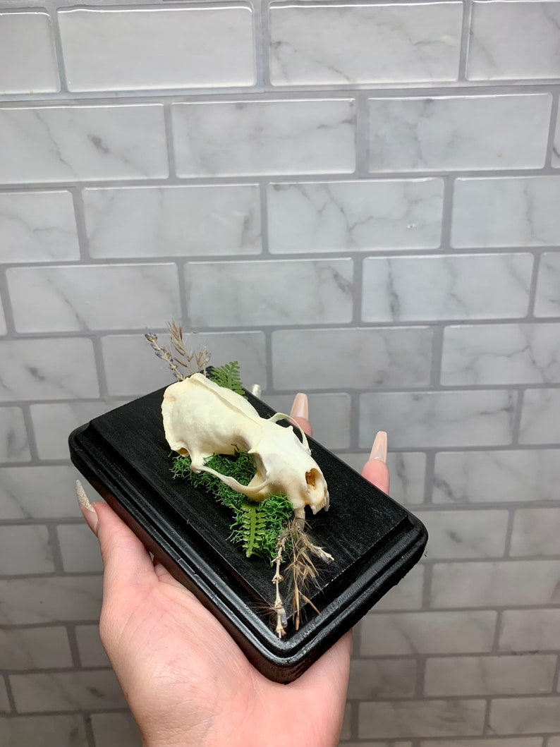 May include: A small, white animal skull with green moss and dried grasses on a black wooden base.