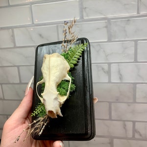 May include: A small animal skull mounted on a black wooden plaque with dried grasses and moss.