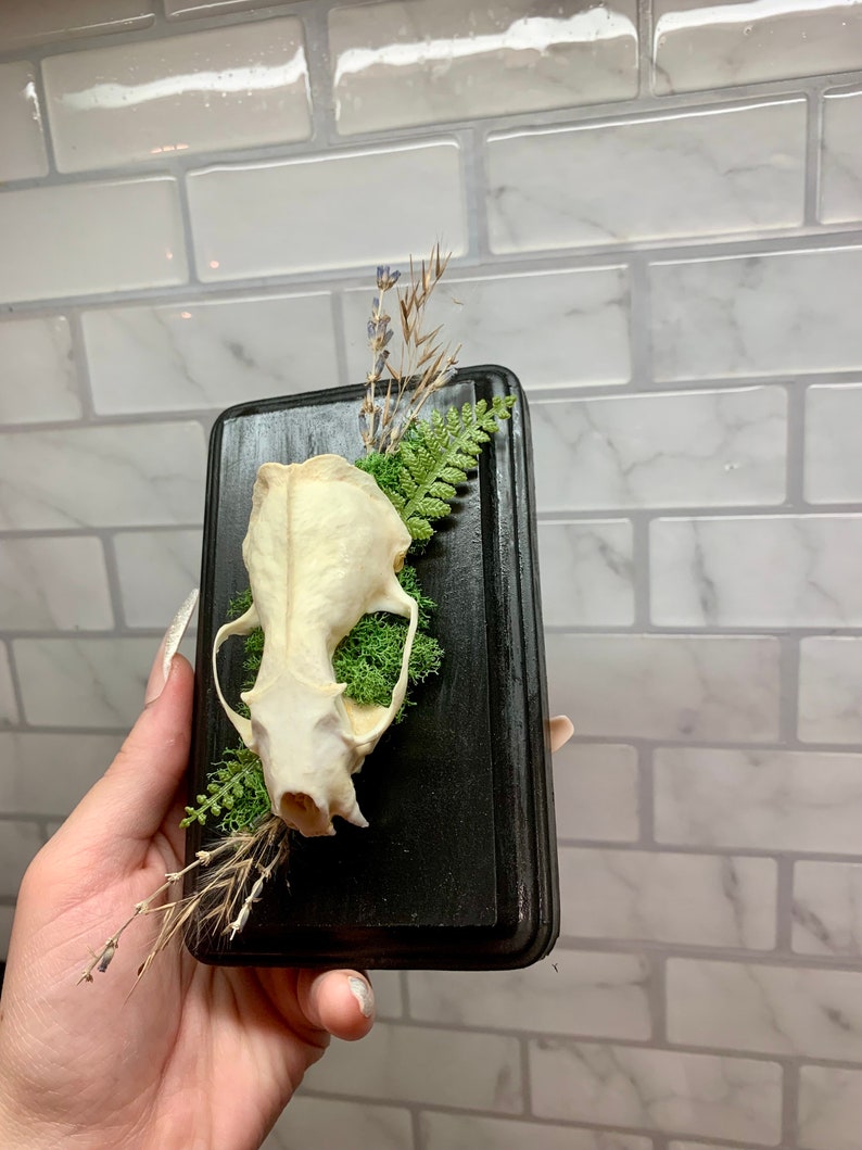 May include: A small animal skull mounted on a black wooden plaque with dried grasses and moss.