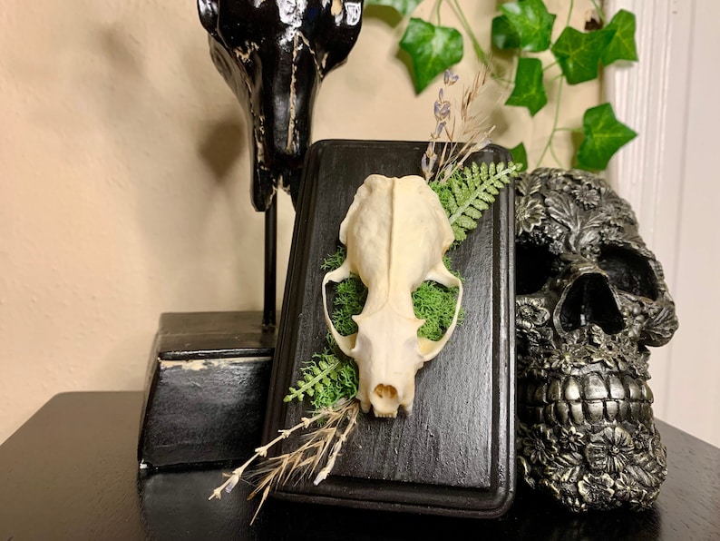 May include: A small white animal skull displayed in a black shadow box with moss and dried flowers. The shadow box is on a black surface with a black skull sculpture in the background.