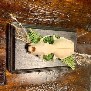 May include: A small animal skull mounted on a black wooden plaque with green moss and dried flowers.