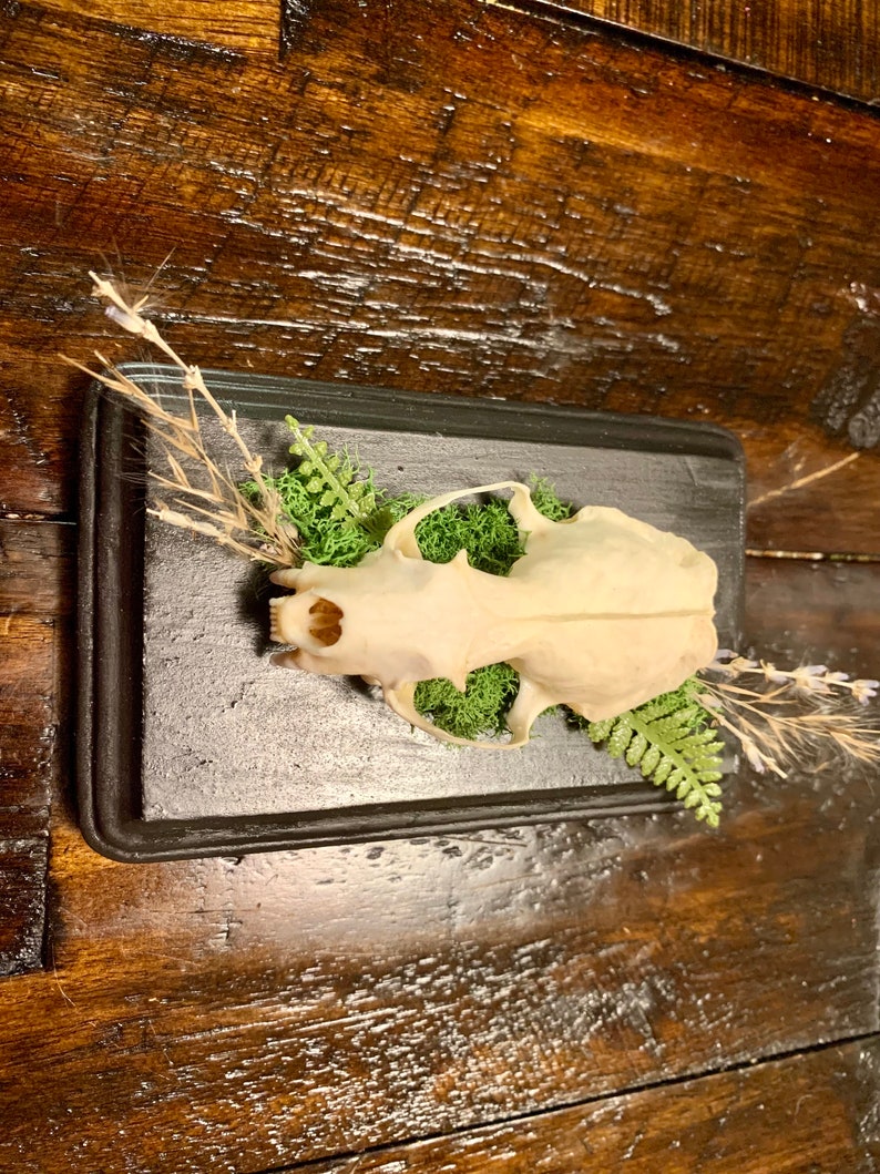 May include: A small animal skull mounted on a black wooden plaque with green moss and dried flowers.