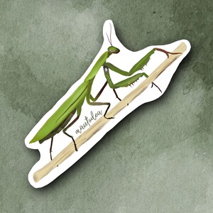 Pegatina de insecto mantis religiosa (mantodea)