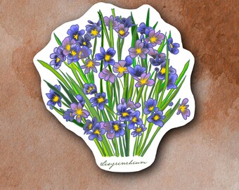 Blue Eyed Grass (sisyrinchium) Plant Sticker
