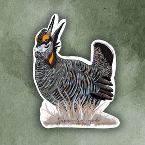 Prairie Chicken (tympanuchus cupido) Bird Sticker