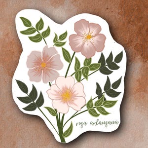 Adesivo de planta de rosa selvagem (rosa arkansana)