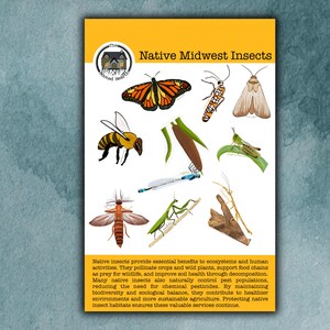 Native Midwest Insect Sticker Sheet