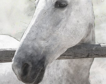 Horse Portrait, Custom Pencil Drawing From Photo, Personalized Pet Sketch Art Commission. Ready For Print,  Gift For Horse Lovers