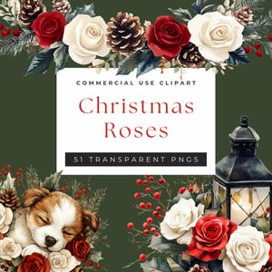 51 Christmas Roses in Red and White
