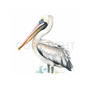Pélican Clipart | 8x JPG différents | Pélican Aquarelle Clipart | Téléchargement numérique | Illustration de pélican
