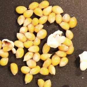 May include: A close-up of popcorn kernels on a black surface. Some kernels have popped, revealing white fluffy popcorn.