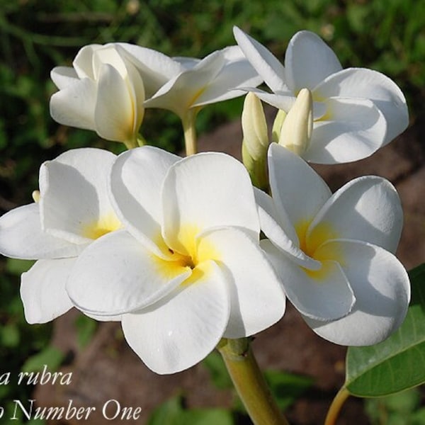 Plumeria 5 seeds ''Khao Number One'' (White, Yellow, Fragrant)