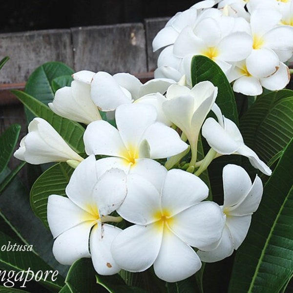 Plumeria 5 seeds ''Singapore'' (Obtusa, White, Fragrant)