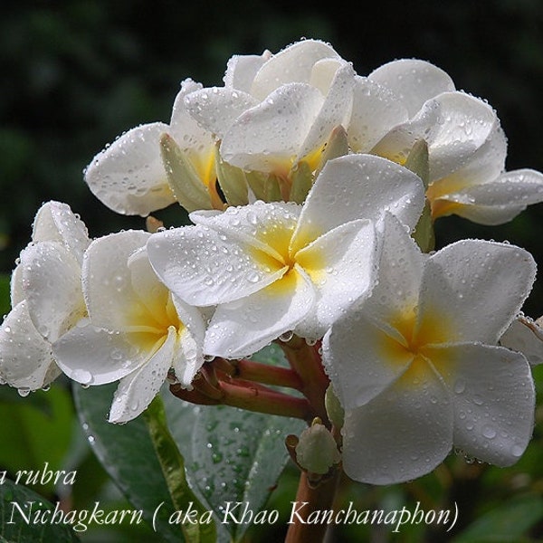 Plumeria 5 seeds ''Khao Nichagkarn'' (White, Yellow, Fragrant)