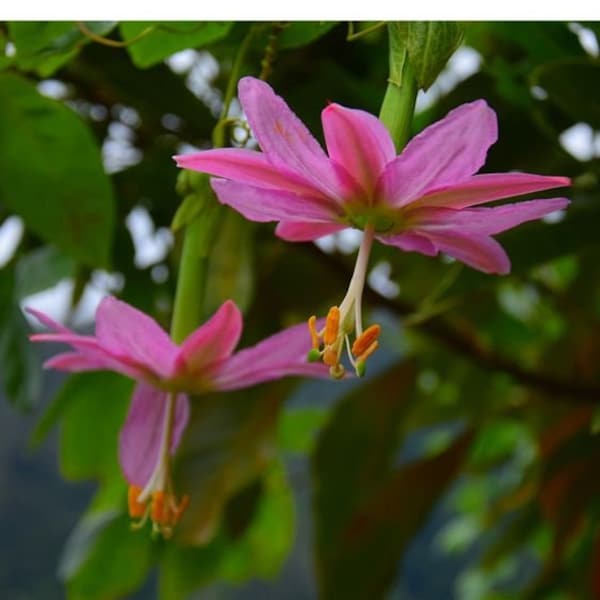 Passiflora Mollissima 5-15 semillas (plátano maracuyá, flor rosa)