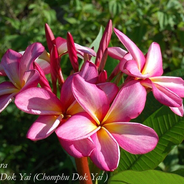 Plumeria 5 seeds ''Chompoo Dok Yai'' (Pink, Fragrant)