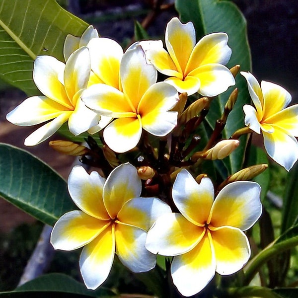 Plumeria 5 seeds ''Celadine'' (Yellow, White, Fragrant, Lueang Supan)