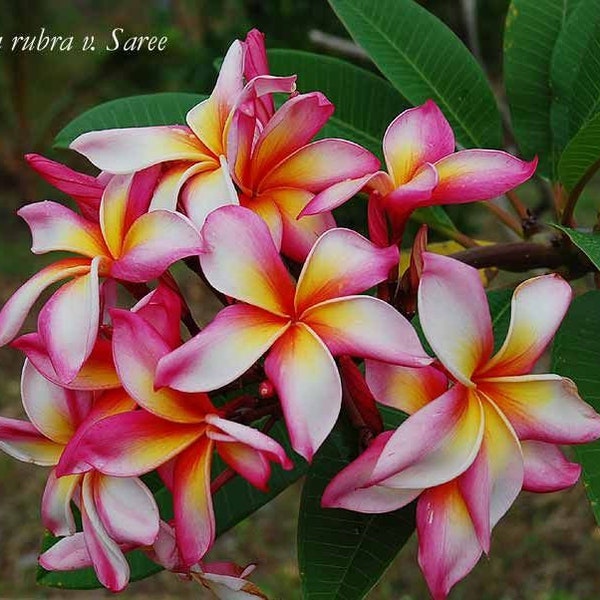 Plumeria 5 seeds ''Saree'' (Yellow, Orange, Pink, Fragrant)