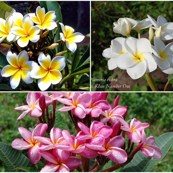 Trio Plumeria ''Fragrant Perfection'' (3 x 5 = 15 seeds)