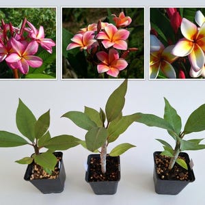 Op de afbeelding: Drie jonge plumeria-planten in zwarte vierkante plastic potten met groene bladeren en zichtbare aarde. Boven de planten staan drie aparte inzetfoto's met trossen roze, gele en witte plumeria-bloemen in volle bloei.