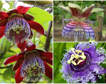 Trio Passiflora ''Fragancia intensa'' (3 x 3 = 9 zaden)