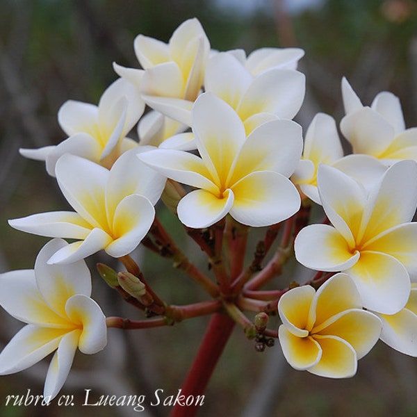 Plumeria 5 seeds ''Lueang Sakon'' (White, Yellow, Fragrant)