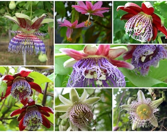 Mezcla de semillas de pasiflora 'fragante'