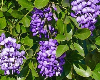 Sophora Secundiflorum / Taxas Mountain Laurel (5 zaden)