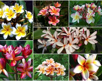 Mezcla de semillas de Plumeria ''Fragancia intensa''