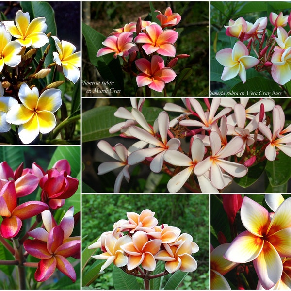 Plumeria Samenmischung ''Intense Fragrance''