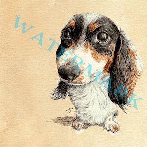 May include: A detailed pencil drawing of a Dachshund dog with a tri-color coat of black, brown, and white. The dog has large, expressive eyes and long, floppy ears. The artwork is on a tan background.