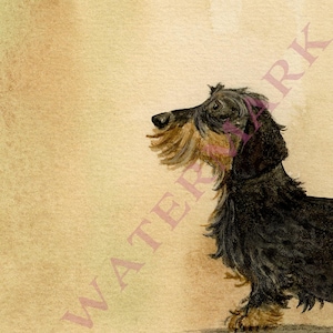 May include: Watercolour painting of a wire-haired dachshund dog. The dog is black and tan with a long body and short legs. The background is a light tan colour. The word "WATERMARK" is printed diagonally across the image.