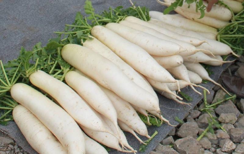 Aokubi Daikon Plastic Bag / White Radish by Takara / Vegetable -   Portugal