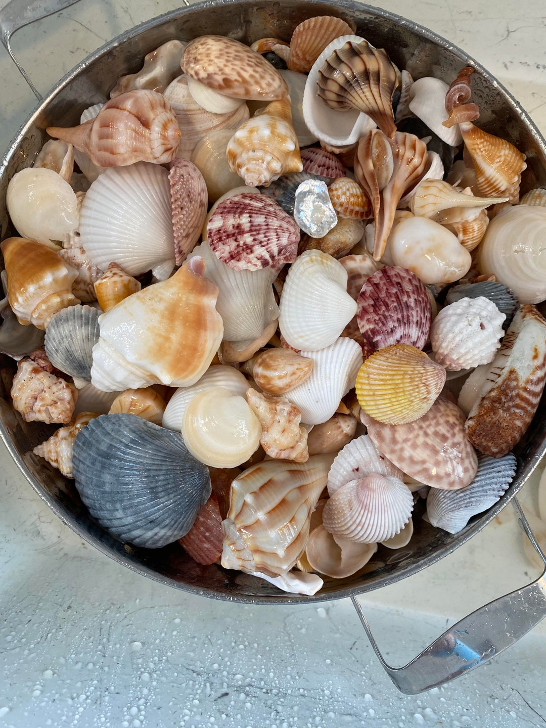 Beautiful Mixed Florida Gulf Coast Boca Grande Sea Shells 8oz - Etsy