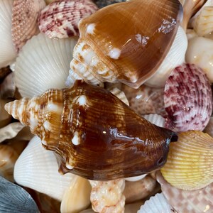 May include: A collection of seashells in various shapes, sizes, and colours, including white, brown, and pink. Some shells have intricate patterns and textures.