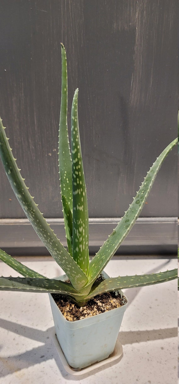 Aloe Vera Kaktus () Aloe Vera Kaktus