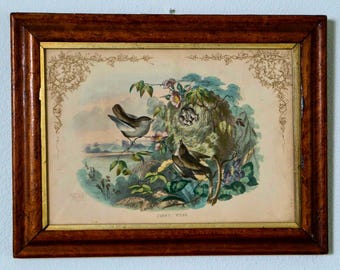 Lámina vintage enmarcada del pájaro Jenny Wren