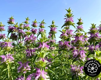 Lambada Bee Balm SEEDS; 50+ Seeds; Fabulous Pollinator!