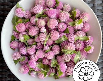 Dried Lavender Globe Amaranth/Gomphrena Blossoms 50 count - Great for Crafts, Decor & Weddings